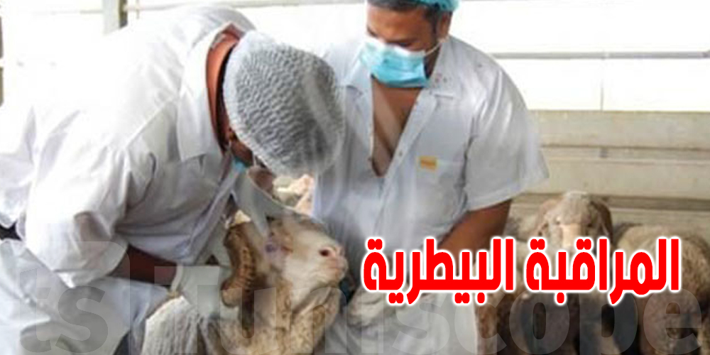 يهم التوانسة: بياطرة في الأسواق بش يثبّتوا معاك من سلامة الأضاحي