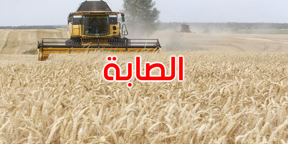 أغلبها في ولاية باجة: تجميع 8.805 مليون قنطار من الحبوب