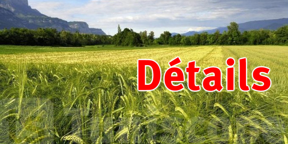 Record d'emblavement : 88% des terres cultivées à Ben Arous