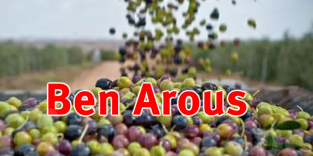 Ben Arous : La récolte des olives estimée à 13 mille tonnes