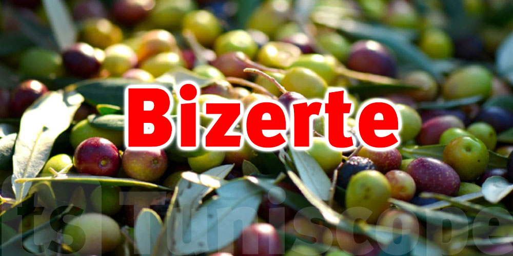 La cueillette des olives à Bizerte a atteint 70%