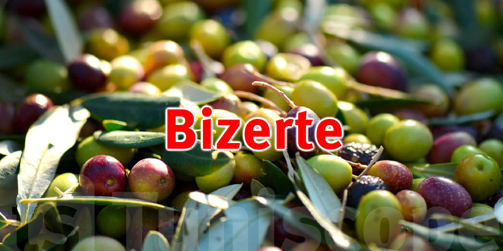 Démarrage de la saison de cueillette des olives à Bizerte