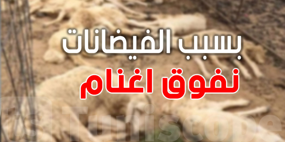 كارثة: 79 رأس غنم نفقت بعد فيضان مفاجئ في بنزرت