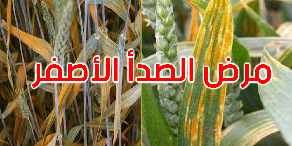 عاجل: وزارة الفلاحة تعلن: رصد مرض الصدأ الأصفر ببعض مزارع القمح بالشمال