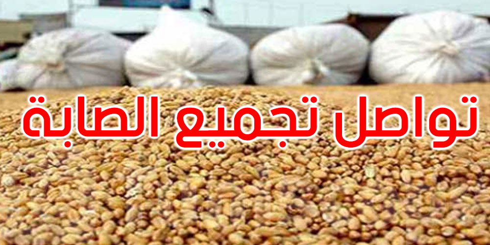 تقدم موسم تجميع صابة الحبوب: القيروان في المرتبة الأولى 