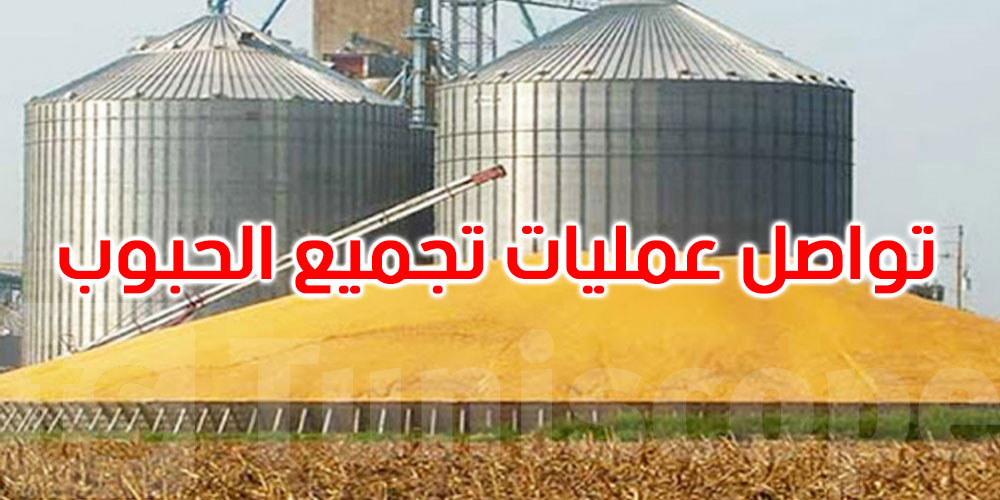 إلى غاية 8 جوان: تجميع نحو 1342.08 ألف قنطار من الحبوب