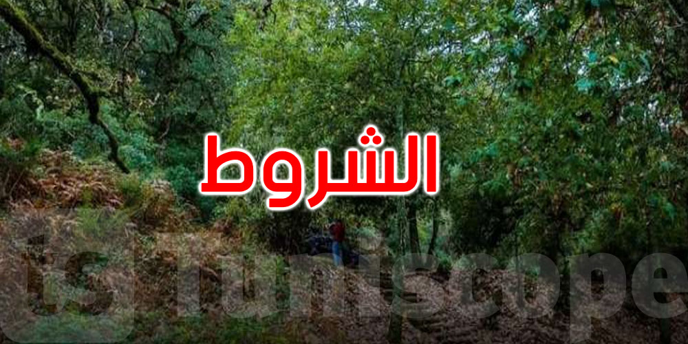 عاجل: إجراء جديد لتصدير المنتجات الغابية.. هذه شروط العبور