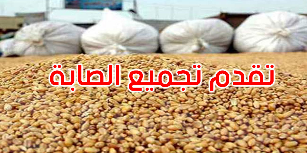 تقدّم موسم الحبوب: تجميع 1862.49 ألف قنطار إلى غاية 10 جوان 2025