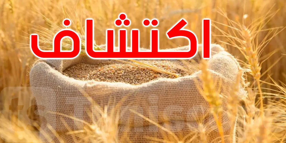 اكتشاف جين نادر يضاعف إنتاج القمح 3 مرات... التفاصيل