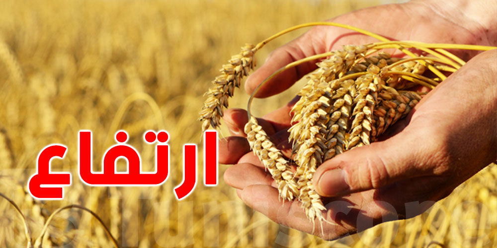 إنتاج الحبوب يرتفع بأكثر من 58% بفضل الظروف المناخية الملائمة