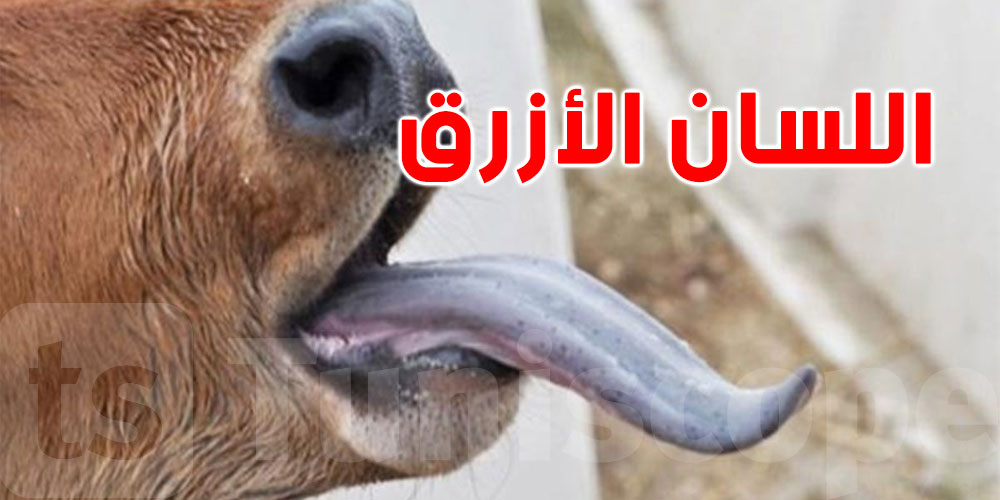 فرنسا ترصد ظهور مرض اللسان الأزرق