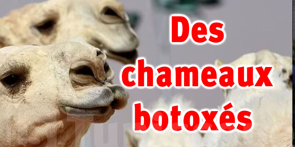 Ils injectent du botox aux chameaux pour les rendre plus beaux 