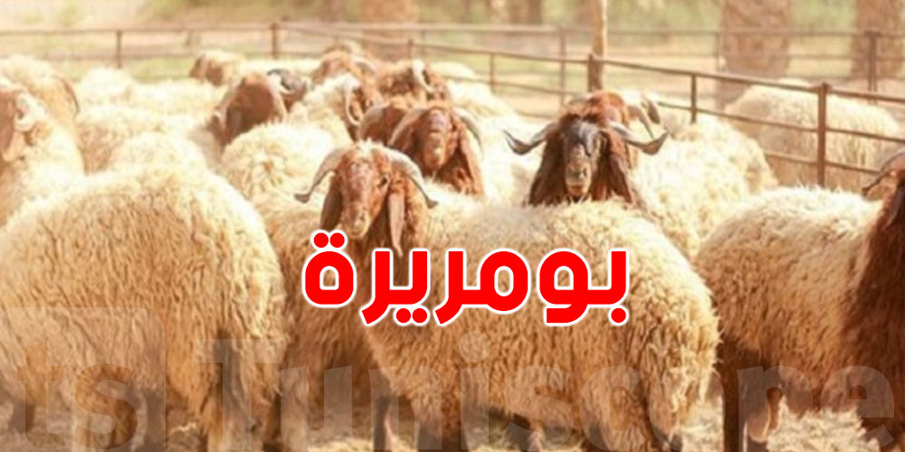 شنيا هو مرض ''بومريرة'' الي يتسبّب في نفوق المواشي