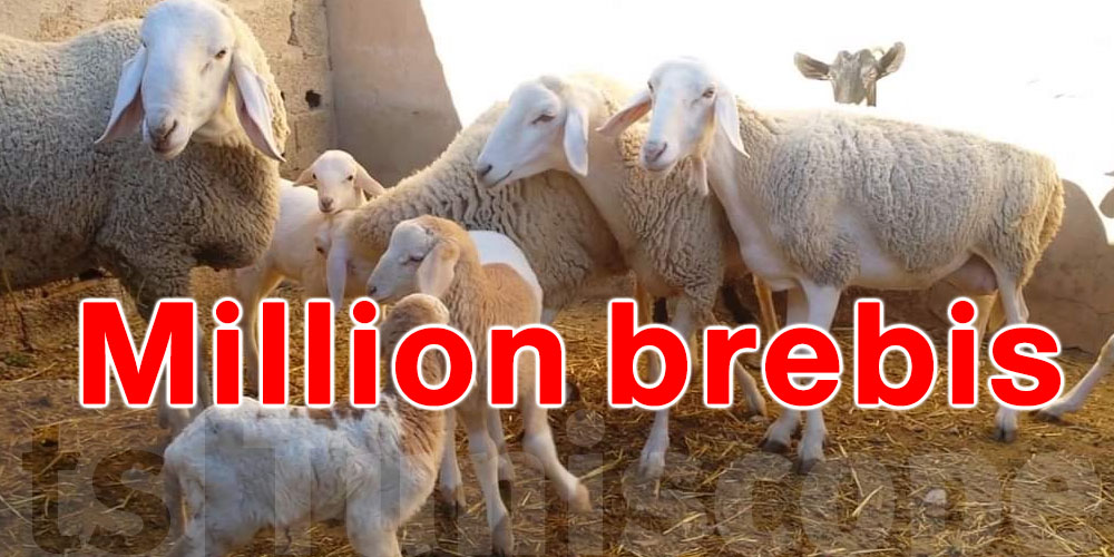 Démenti officiel : pas de don d’un million de brebis à la Tunisie