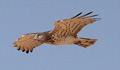 Observations des espèces d’oiseaux à Douz