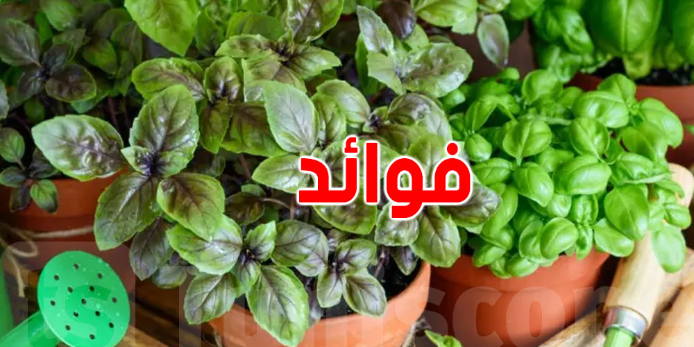 نبتة رخيصة الثمن تحمي من السرطان وتخفض ضغط الدم: تعرف عليها 
