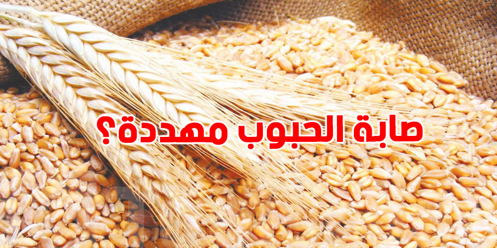خبير يوضح: الأمطار تفرح الزياتين وتقلق الحصاد... هذا ما ينتظرنا في قادم الأيام