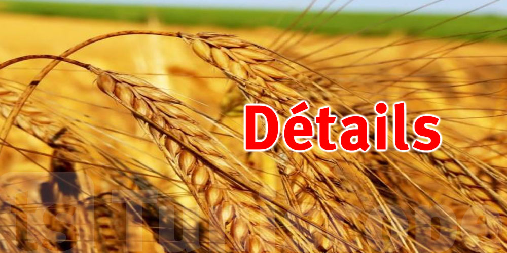 Plus de 267 mille quintaux de céréales récoltés à Sidi Bouzid