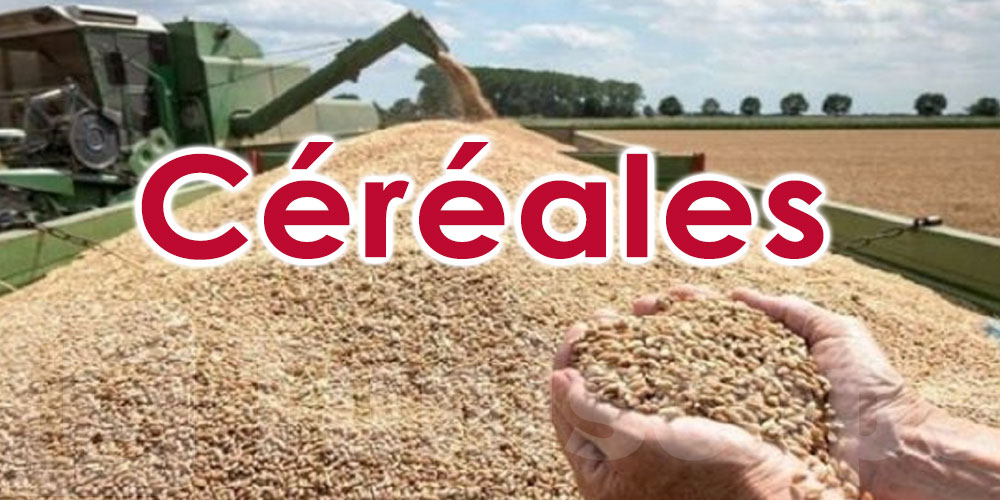 Céréales : la Tunisie dispose de stocks de blé dur jusqu’à janvier 2027