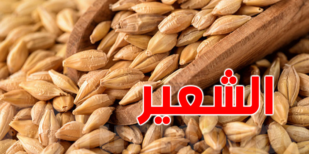 تراجع إنتاج الشعير في تونس...علاش؟