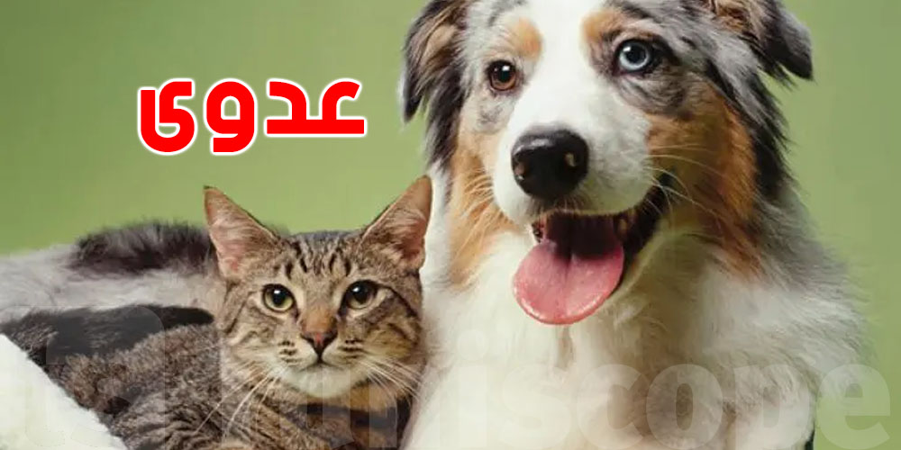 عاجل: عدوى جديدة خطيرة قد تنتقل من الحيوانات الأليفة إلى البشر