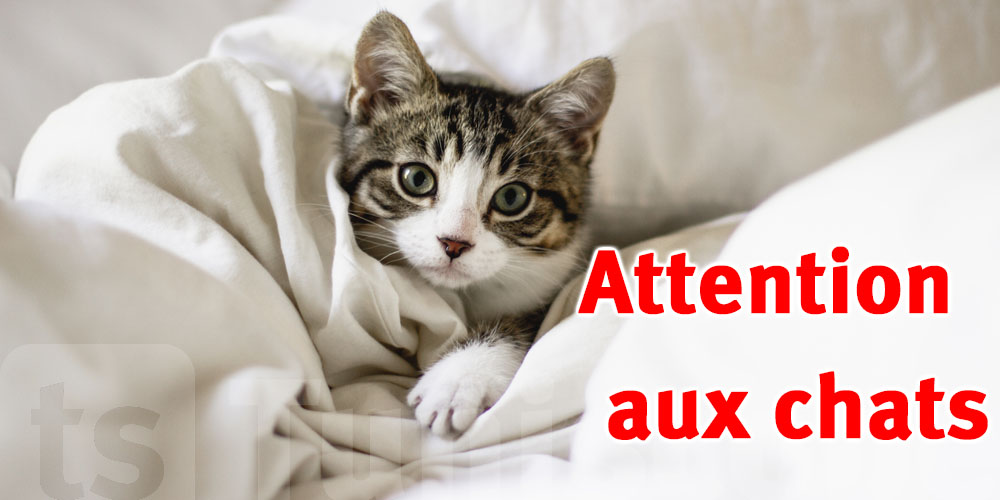 Mauvaise nouvelle pour les amateurs de chats