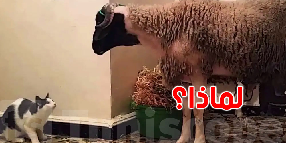 ''قطّوسك'' اختفى والا لا؟ علاش القطط تغيب في نهار العيد؟