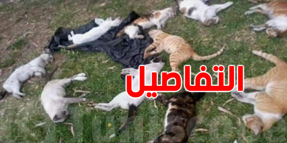 عاجل: فيديو صادم يوثّق تسميم قطط داخل مطعم جامعي بالقيروان