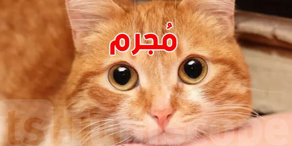 غريبة-فرنسا: قط «مُجرم» يورّط مالكته بغرامة باهظة ...وهذا السبب!