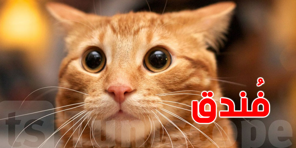 ليبيا فيها أول فندق 5 نجوم… للقطاطس..شنيا الحكاية؟