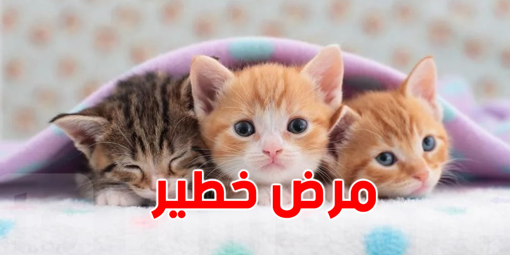 هام: مرض خطير يصيب القطط...ما يجب معرفته للحفاظ على صحة صغار القطط