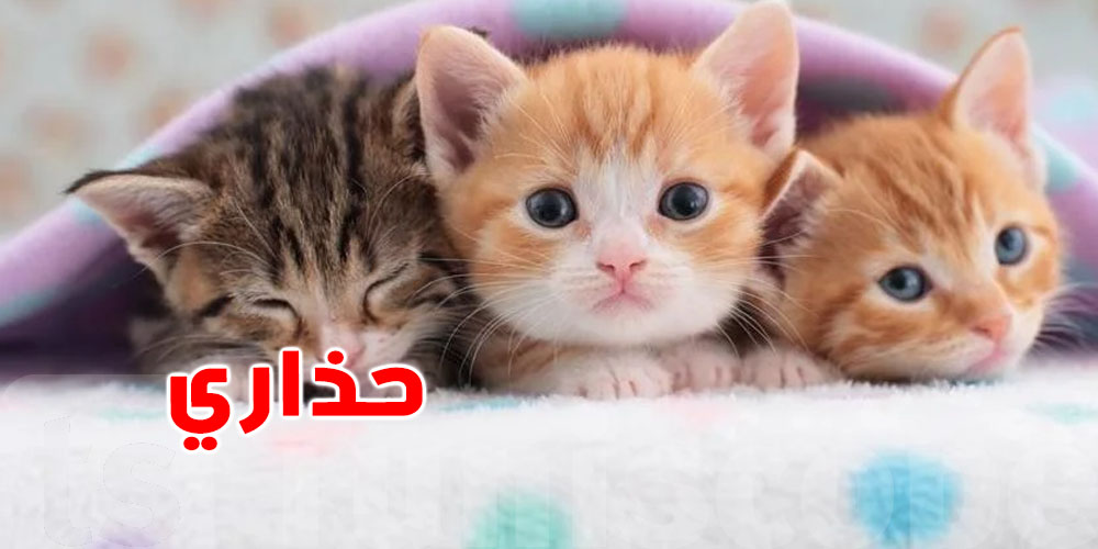 هل أنت من محبي القطط؟ دراسة تحذّر من طفيلي قد يغيّر وظائف دماغك!