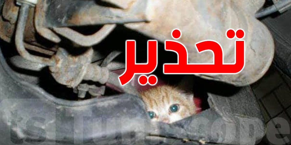 الطقس برد والقطط تتخبّى في محرّك سيارتك...ردّ بالك!