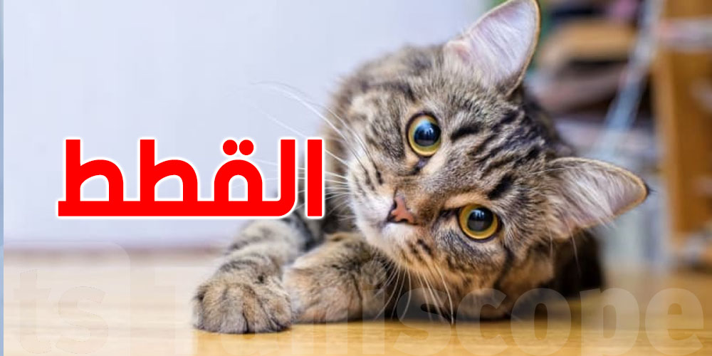 أكثر أمراض القطط شيوعًا