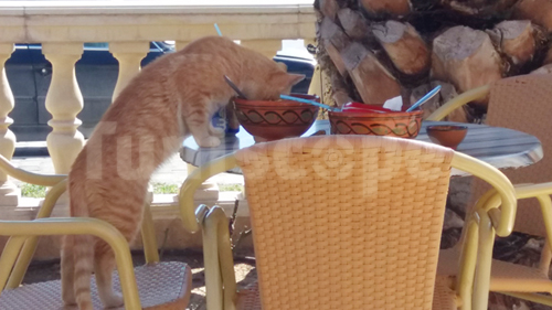 Photo du jour : En Tunisie, même les chats adorent le Lablabi... 