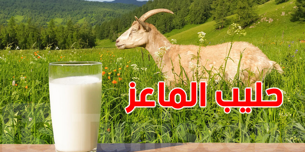 يجيش لبالك فوائد حليب الماعز...اكتشف السّر 