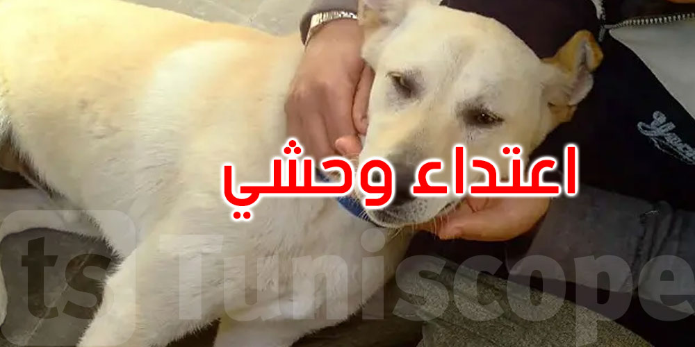 فظيع: سوسة: اعتداء وحشي يُصيب كلبًا بالشلل الكامل 