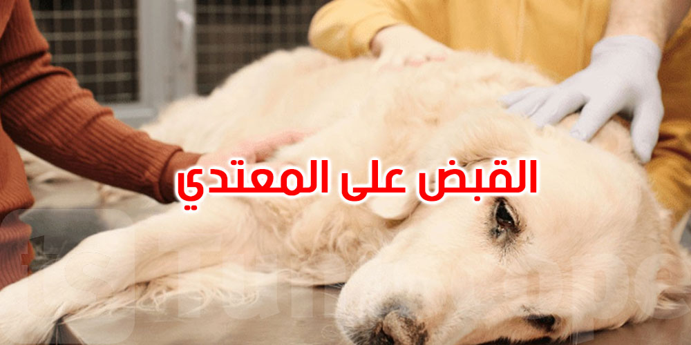 عاجل: سوسة: الاحتفاظ بشخص اعتدى على كلب بآلة حادّة