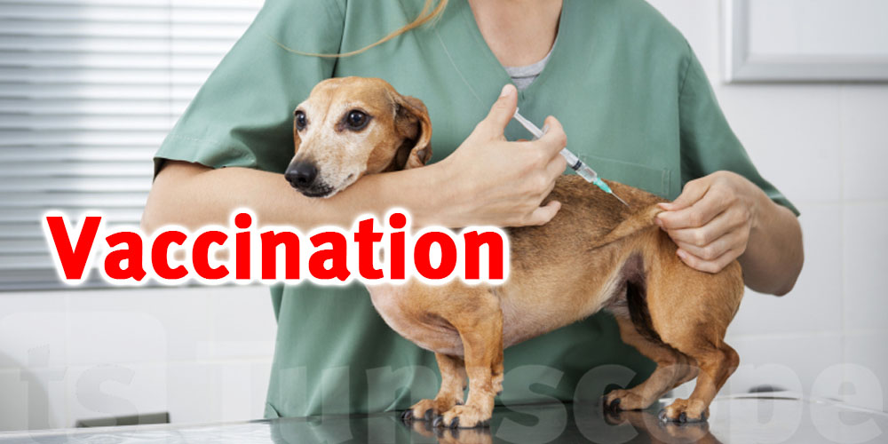 Rage : 112 000 chiens et près de 40 000 chats vaccinés