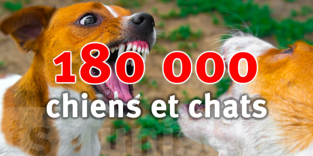 140 000 chiens et 40 000 chats vaccinés contre la rage