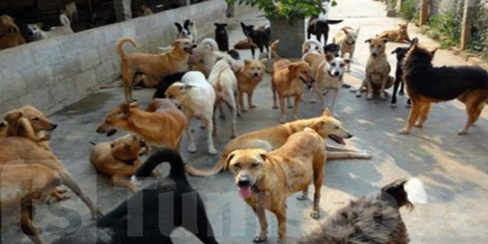 Rues sales = chiens agressifs…le doyen explique la cause