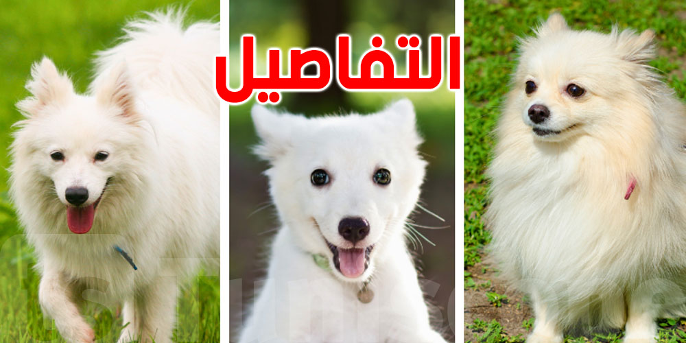 أفضل أنواع الكلاب للتربية المنزلية