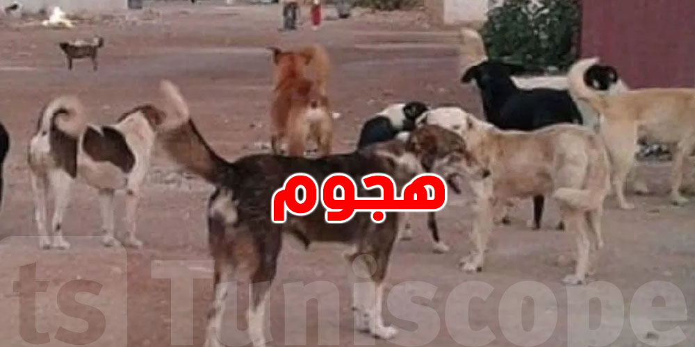 شنيا حكاية هجوم ''كلاب سائبة'' على امرأة حامل بالمرسى