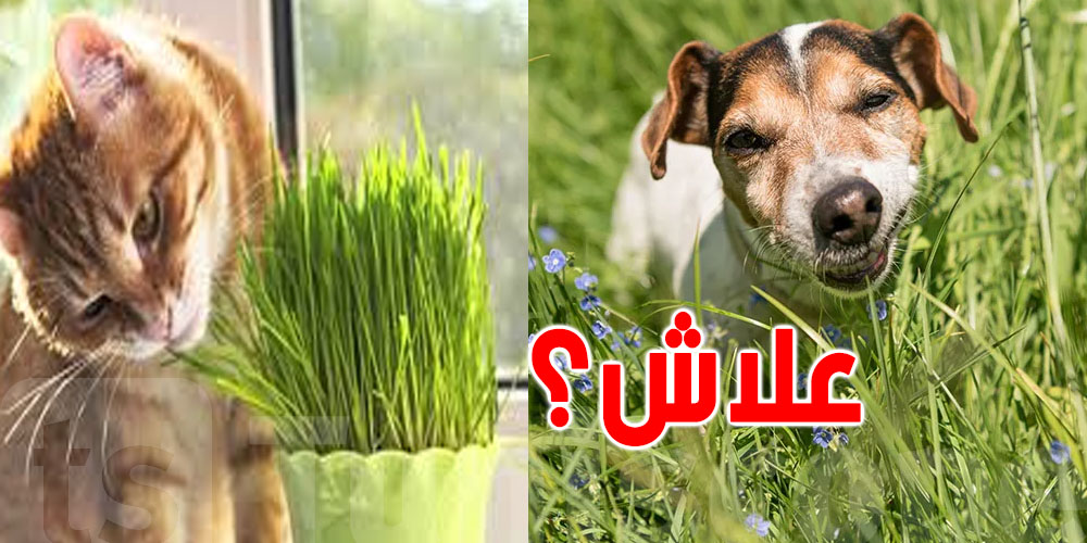 علاش القطط والكلاب يكلوا العُشب؟ العلماء عندهم تفسيرات غريبة