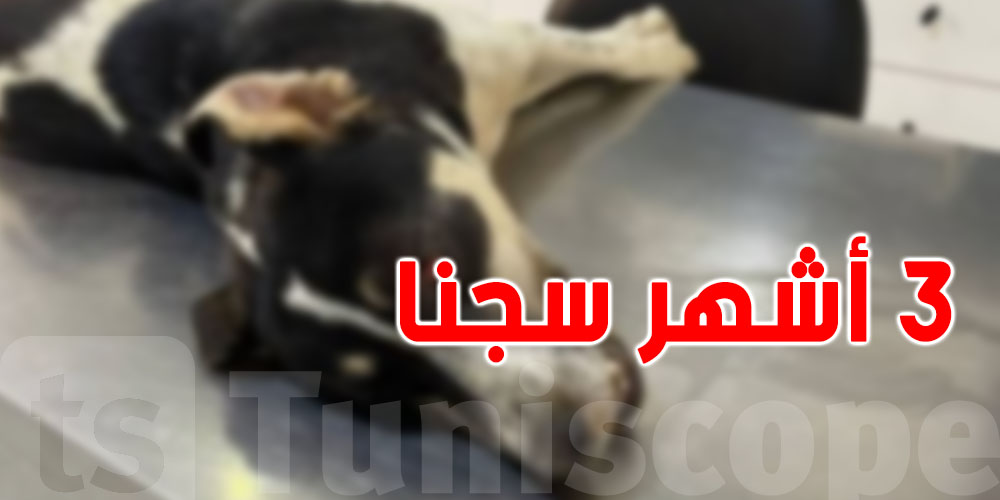 عاجل: حكم تاريخي... 3 أشهر سجنا لقاتل الكلب في سوسة