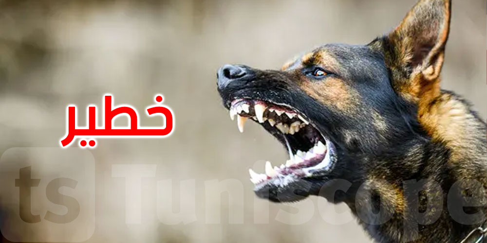 خطير: المرسى: كلاب سائبة تهاجم امرأة حامل... تفاصيل الحادثة