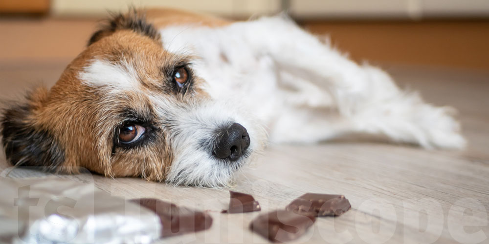 Attention, même une petite quantité de chocolat peut tuer votre chien !