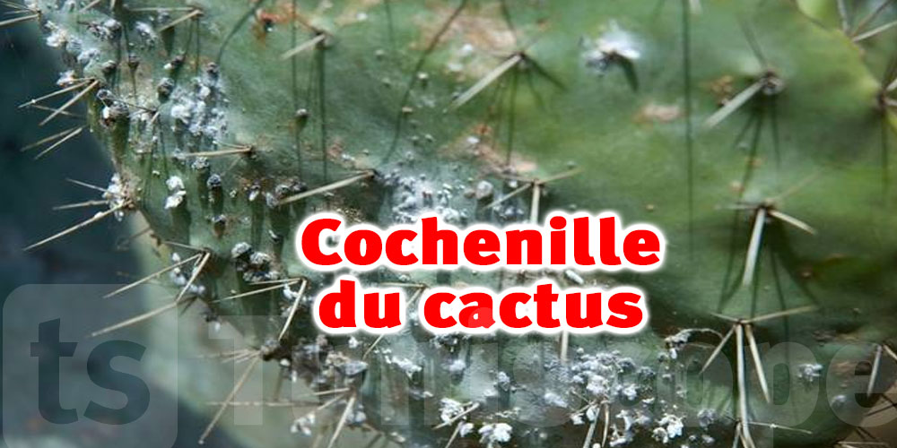 Vers l’Adoption d’une stratégie de lutte contre la Cochenille du cactus