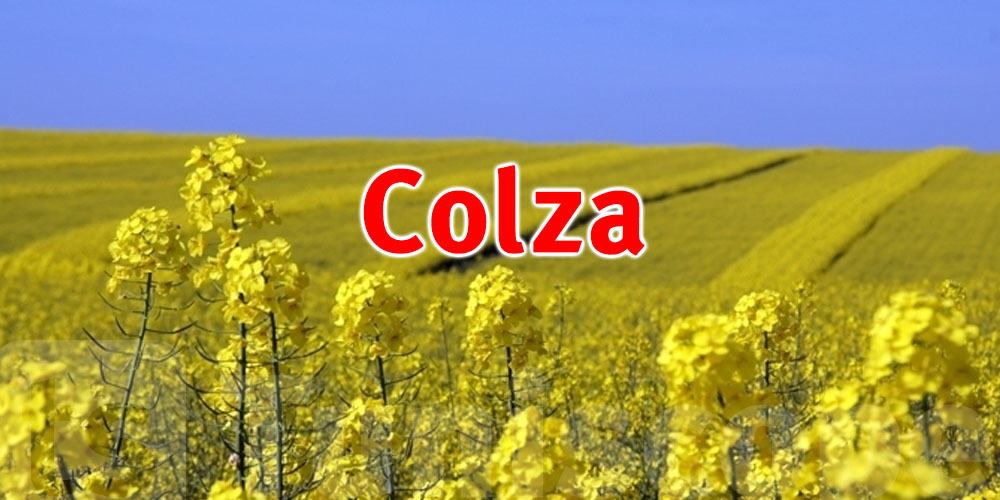 Colza : Catalyseur économique pour les cultures à Béja