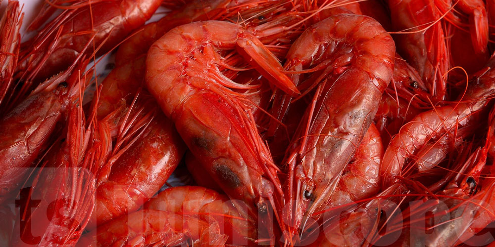 Quelle est l'histoire des ''crevettes rouges'' de Bizerte vers l'Italie ?